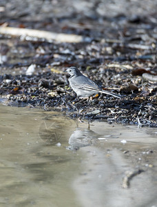常见的棕色鸟类白瓦格塔摩奇拉白藻类植物在地面的饲料图片