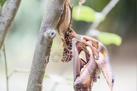 巨大的飞蛾集阿塔克斯在树枝上徘徊鳞翅目喂食一种图片