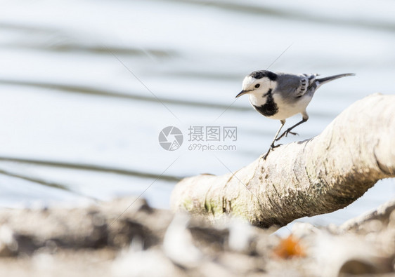 自然白色瓦格塔摩奇拉白藻类植物在地面的饲料观鸟白色图片