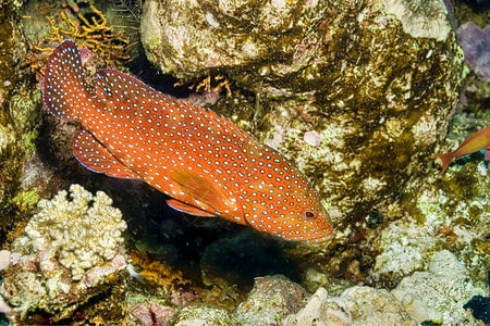 冷静的环境小型动物珊瑚石斑鱼Cephalopholissp珊瑚礁红海埃及图片
