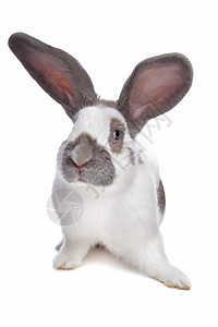 草食动物兔子背景图片