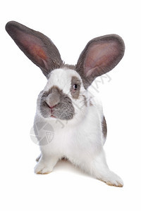 草食动物兔子图片