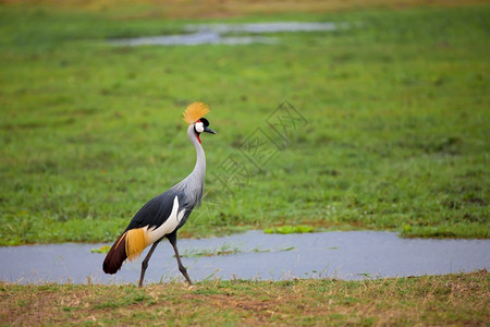 黄色的步行鸟儿正在肯尼亚的沼泽中行走预订图片