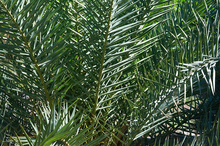 有机的马略卡岛西班牙洛Mallorca阳光明媚的下午棕榈叶在绿色花园关闭夏令图片
