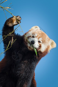 动物叶子森林红熊猫吃竹子对着蓝天图片