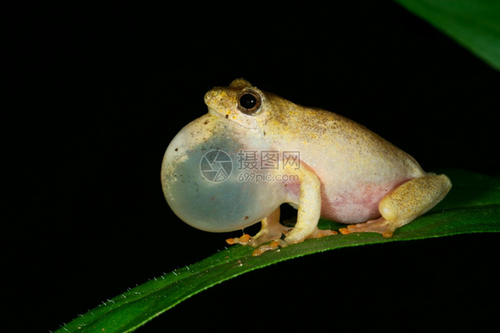 隐秘的黏糊黄青蛙超奥利乌斯马莫拉塔在夜间召唤南非xD眼睛图片