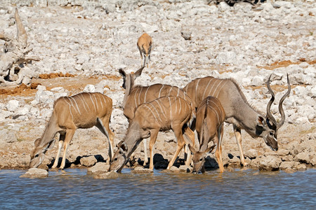 非洲人警报Kudu羚羊Tragelaphusstrepsiceros在水坑埃托沙公园纳米比亚苦度图片