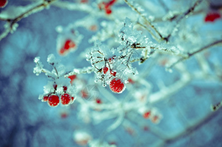 红贝子浆果树枝上贴着橡皮霜冬天荚um季节图片
