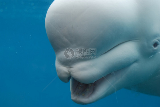 白鲸海豚图片