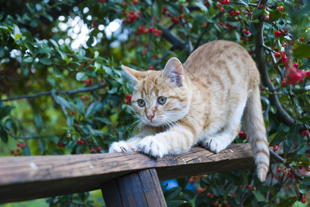 花园里玩耍的猫咪图片