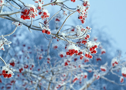 森林冬天的季节红贝子浆果树枝上贴着橡皮霜图片