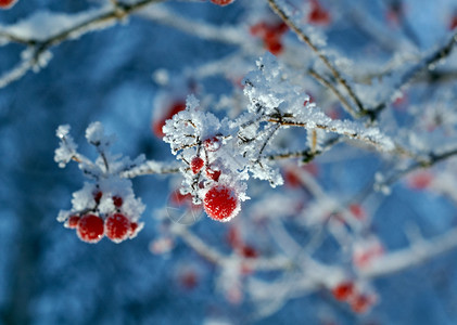 蓝色的雾凇冷若冰霜红贝子浆果树枝上贴着橡皮霜图片