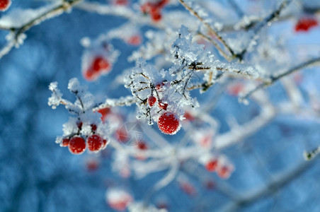 冬天清除万里无云红贝子浆果树枝上贴着橡皮霜图片