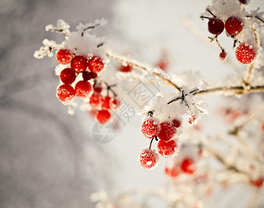 蓝色的雪红贝子浆果树枝上贴着橡皮霜寒冬图片