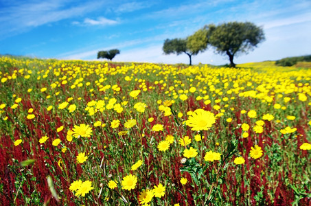 葡萄牙春天时的花朵田如云黄色的图片