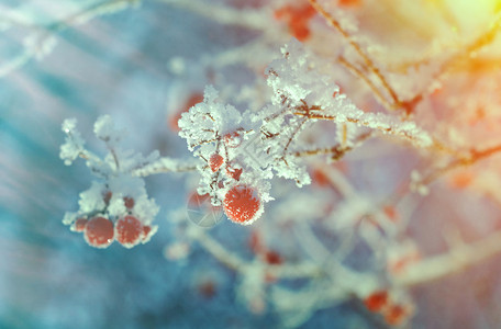 下雪的红贝子浆果树枝上贴着橡皮霜季节覆盖图片