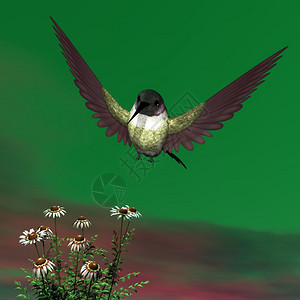 自然Costarsquos蜂鸟在雏菊上飞翔3D渲染Costarsquos蜂鸟渲染花的动物图片