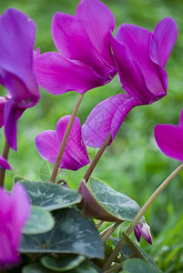 粉色的美丽盛开紫色环球花白的园图片