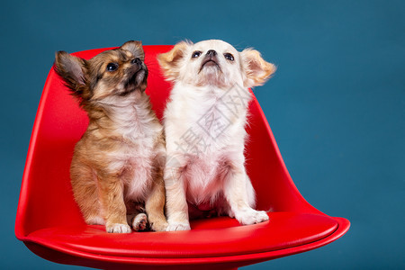 凳子上的可爱小狗图片