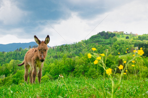 自然春天意大利贝加莫山前意大利地草原上的驴子猎鹰场地图片