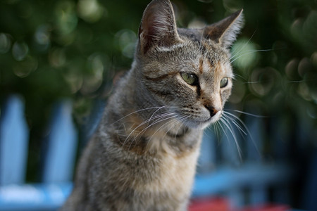 黑色的猫咪图片