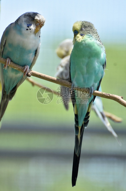 长尾小鹦鹉树枝上一些普通的长尾鹦鹉蓝色常设图片