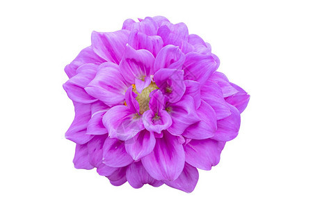 粉色的白背景上孤立的紫色Dahlia花朵带有剪切路径下新鲜的图片