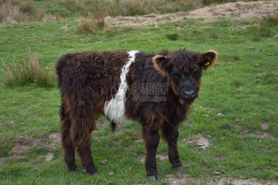 农场公牛加洛韦在北约克郡英国黑棕白小牛群图片