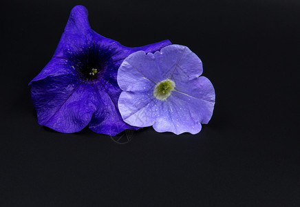 公园植物群两朵紫色和蓝的花朵在黑背景上分离而成横向观光夏天图片
