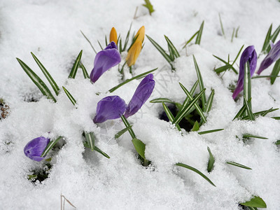 在下面美丽紫色的白雪下番红花紫色春番红紫色春图片