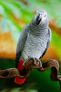 羽毛黑色的美丽灰鹦鹉非洲Psittacus莉萨库斯站在树枝上乳房剖面长尾小鹦鹉图片