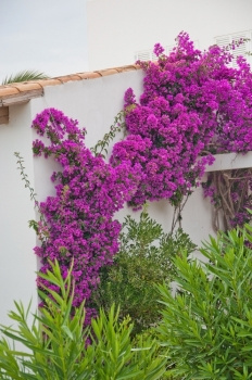 在西班牙巴利阿里群岛Mallorca的阳光明媚夏日布干维尔在白墙上攀爬外部开花夏令图片