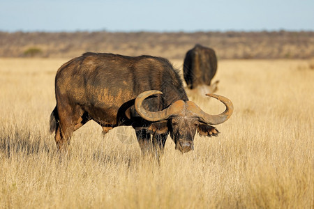 非洲人身体的南非Mokala公园开阔草地的非洲水牛Syncerus食堂图片