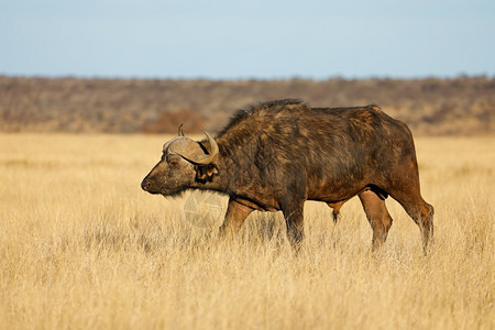 男南非Mokala公园开阔草地的非洲水牛Syncerus食堂草动物喇叭图片