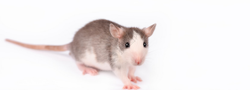 小老鼠贝塔蓬松的耳朵害虫可爱小白鼠在色上被孤立的滑稽小老鼠直接