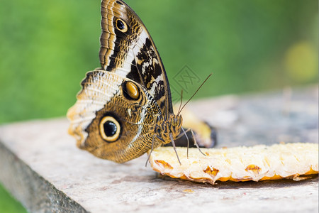 花的蝴蝶食用水果花蜜的黑白颜色生物学图片