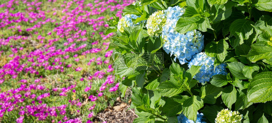 植物充满活力绣球花蓝Hydranga和粉红Lampranthus花朵背景丰富多彩的园艺背景图片