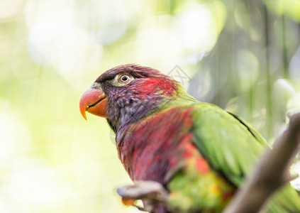 脊椎动物鹦鹉彩虹长在一根棍子上荒野异国情调图片