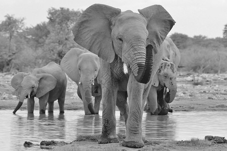 非洲大象野生动物巨人摆姿势受保护简单化图片