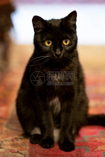 地毯上可爱的黑猫织物肖像地面图片