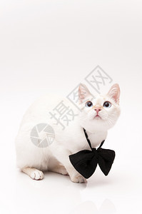可爱白猫戴领结图片