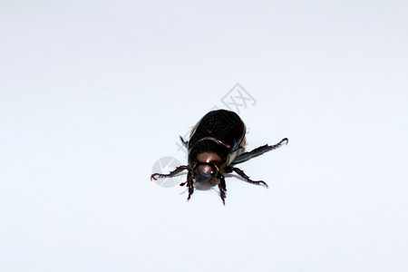 极端金龟子科白色背景上孤立的春锥虫雄生物学图片