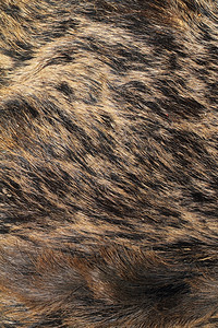 棕色的有关野生猪毛皮的详情蓬松自然图片
