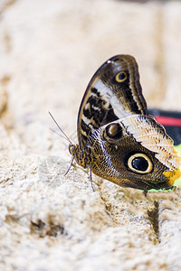 一种morpho蝴蝶morphopeleides挂在树枝上优雅的生物学图片