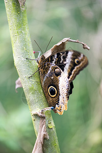 分支一种morpho蝴蝶morphopeleides挂在树枝上白色的图片