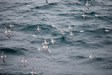 伸出的一种生物多样群北方富玛斯福马鲁格莱阿里的羊群飞越水面图片