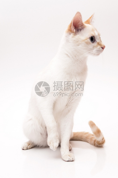 白色的猫咪图片