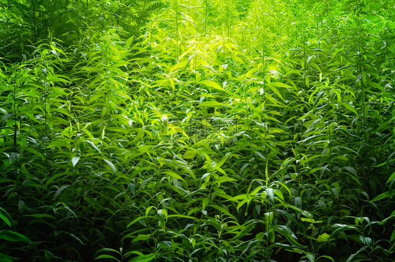 雨林绿色植物墙壁光亮效果优美明亮的图片