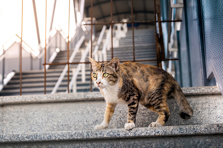 国内的城市棕色灰猫的斯特劳哺乳动物凶猛的图片