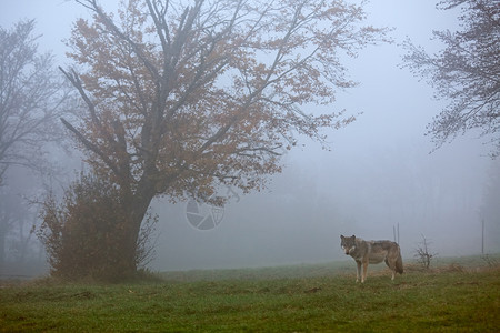 迷雾森林中的狼图片